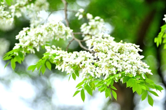 Hà Nội ngỡ ngàng mùa hoa sưa