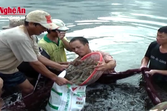 Cần giải pháp bền vững nuôi tôm trên cát