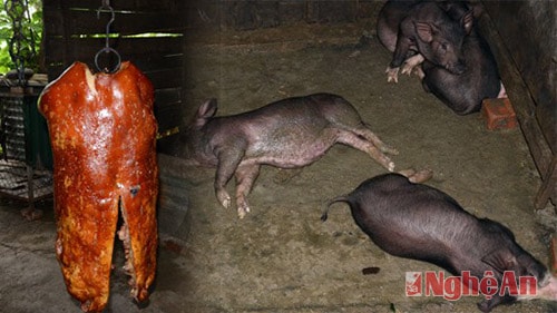 Video cận cảnh lò thịt quay bẩn Giao Hiền