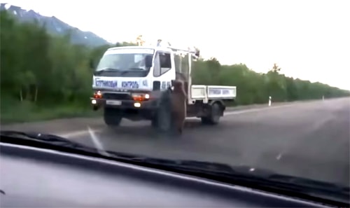 Bức xúc nạn ĐẦU GẤU chặn đường xin đểu ở Nga