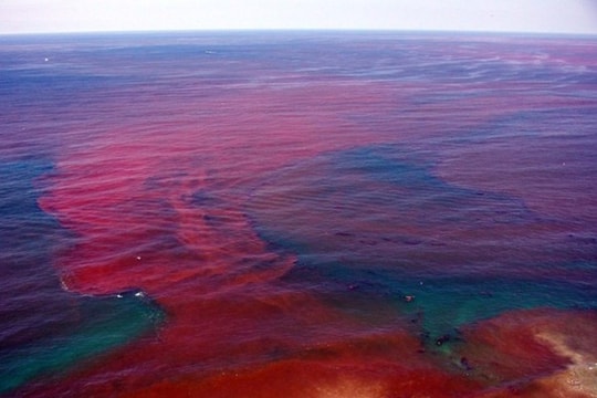 Thủy triều đỏ - những điều cần biết
