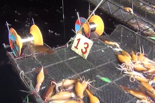 Choáng với công nghệ câu mực thời nay