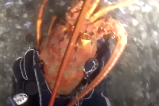 Đã mắt với cảnh bắt tôm hùm dưới biển
