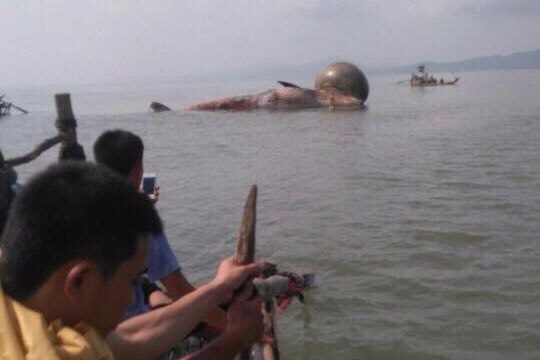 [Video] Tiếp cận xác cá voi chết ở Nghệ An