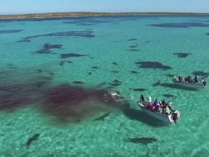 [Video] Cá voi xấu số bị 70 con cá mập hổ ăn thịt