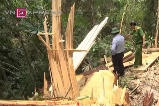 Pơ mu trăm tuổi bị cưa ngổn ngang ở biên giới Quảng Nam