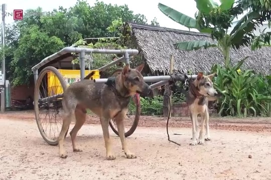 Cỗ xe chó của bà cụ 80 tuổi sau khi mất con trai