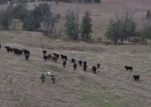 Robot chăn bò ở Australia