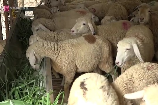 Chủ trang trại dê, cừu ở phố kiếm mỗi tháng 50 triệu đồng