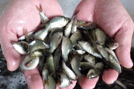 Rô phi giống Trung Quốc lấn át rô phi nội