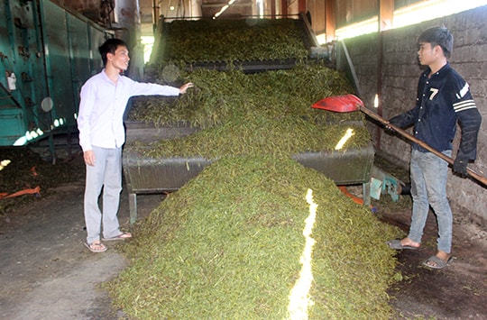 Chàng trai 8X khởi nghiệp từ chè, thu 4 tỷ đồng/năm