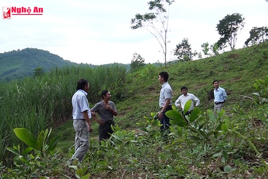 Gỗ nguyên liệu 'bén duyên' miền đất Quế