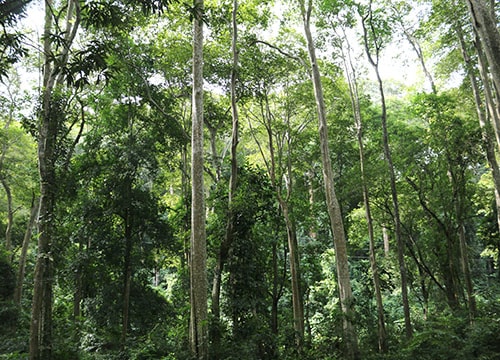 Tương Dương 'dồn lực' trồng rừng nguyên liệu