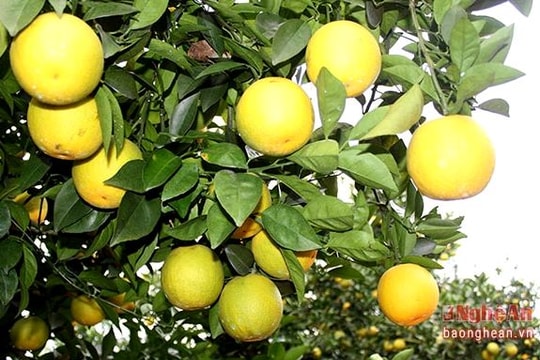 Cam Vinh - Nức tiếng vùng đặc sản