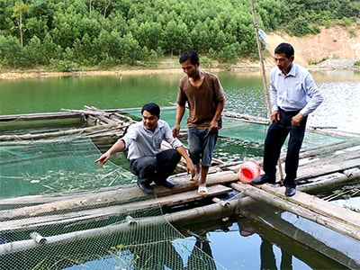 Những mô hình khuyến nông hiệu quả ở Quỳ Châu