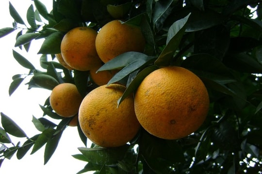 Chỉ dẫn các vùng cam ở Nghệ An