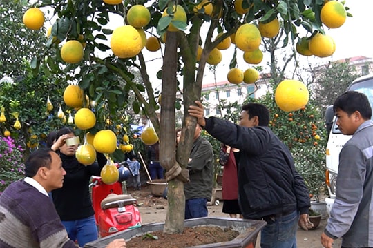 Sôi nổi thị trường cây cảnh Tết