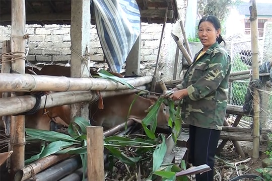 Những người công giáo làm giàu trên đất quê