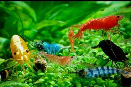 Tép cảnh giá tiền triệu mỗi con