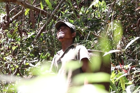 Băng rừng Khánh Lê nhổ nấm linh chi