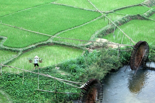 Bức tranh mướt xanh của lúa thì con gái ở miền Tây xứ Nghệ