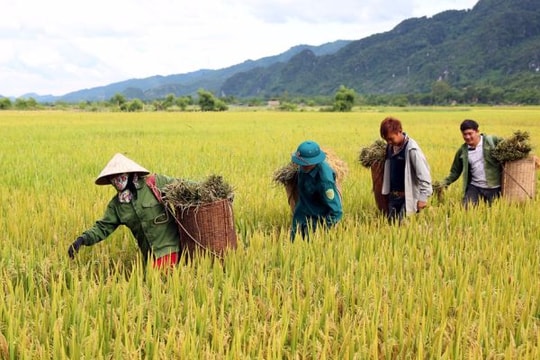 Mùa 'vàng' ở miền Tây xứ Nghệ