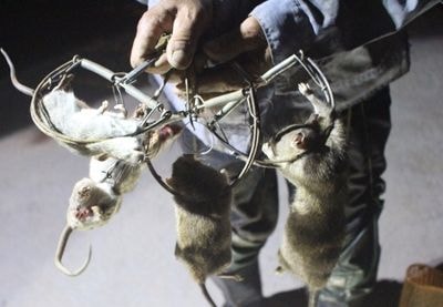 'Độc chiêu' ra tay diệt chuột đêm của lão nông Nghệ An