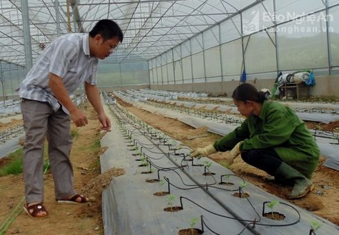 Xuất hiện nhiều mô hình khuyến nông hiệu quả ở Nghệ An
