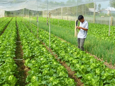 Cách phòng trừ sâu bệnh hại trong sản xuất rau hữu cơ