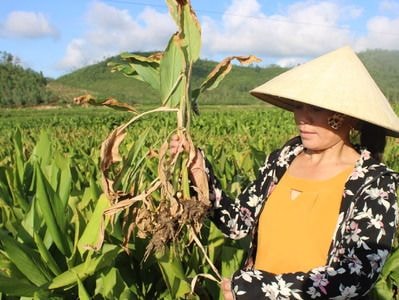 Nguy cơ mất mùa nghệ vì bệnh vàng lá, thối củ ở Hoàng Mai