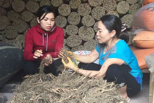 Nghề hương trầm Quỳ Châu cho thu tiền tỷ nhưng 'đói' nguyên liệu