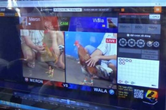 Đột kích trường đá gà qua mạng ở vùng ven đô