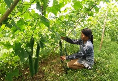 Nông dân Anh Sơn 'trúng đậm' từ bí xanh trái vụ