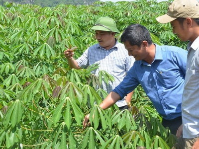 Sản phẩm nông nghiệp sạch ở Anh Sơn có chỗ đứng trên thị trường