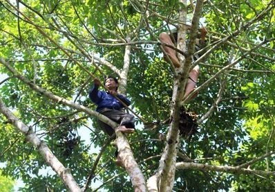 Mạo hiểm nghề trèo trám ở xứ Nghệ