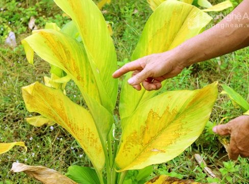 Nông dân lo lắng vì nghệ vàng lá không rõ nguyên nhân
