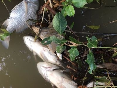 Cá chết bất thường nghi do sốc nước ở Nghệ An