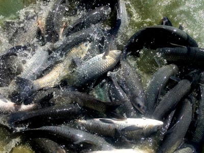 Thành phố Vinh nuôi đặc sản cá trắm đen