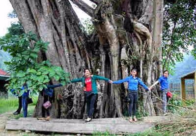 Cây đa trăm tuổi trên vùng đất nhiều vàng