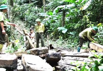 Nghệ An: Nóng xử lý hậu phá rừng