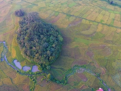 Bức tranh tuyệt đẹp miền tây Nghệ An mùa lúa chín