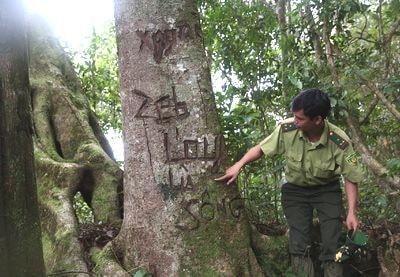 Làm rõ, xử lý nghiêm các đối tượng chặt phá rừng