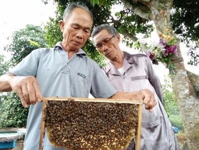 Thái Hòa xây dựng nhãn hiệu tập thể mật ong Tây Hiếu