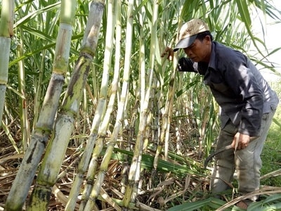 Cả nước tồn kho gần 555.000 tấn đường