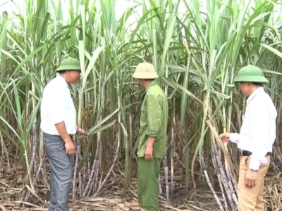 Công ty mía đường Sông Con ứng dụng tiến bộ kỹ thuật vào trồng mía