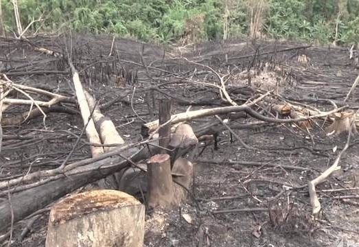 Trưởng Ban tuyên giáo và nhiều cán bộ bị kỷ luật vụ phá rừng, đốt rừng khoanh nuôi