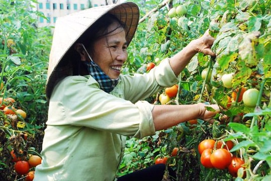 Cà chua ghép Nghệ An với hy vọng 'đánh thắng' cà chua Trung Quốc