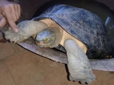 Đưa 'cụ rùa' về với thiên nhiên