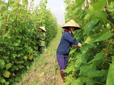 Dưa chuột trái vụ cho thu nhập cao