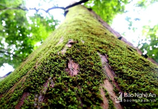 Kỳ vĩ những cánh rừng nguyên sinh ở Tương Dương